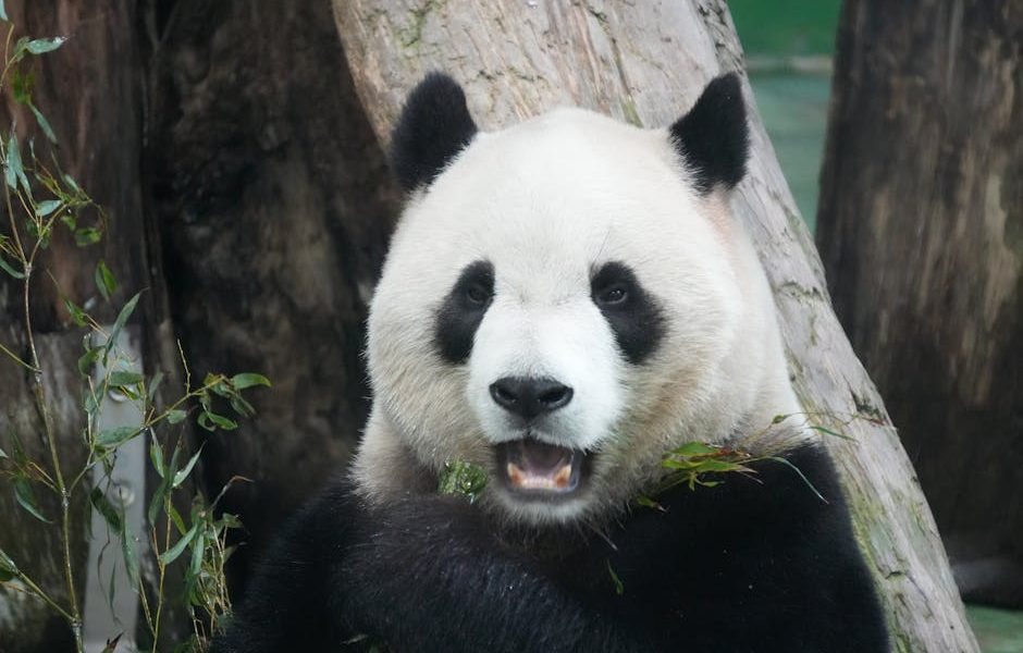 panda tea avis
