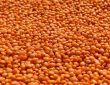 protéines lentilles corail