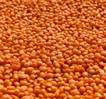 protéines lentilles corail