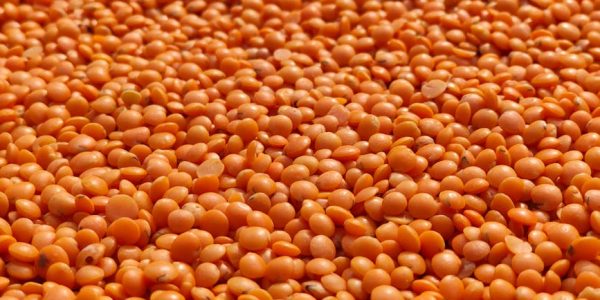 protéines lentilles corail
