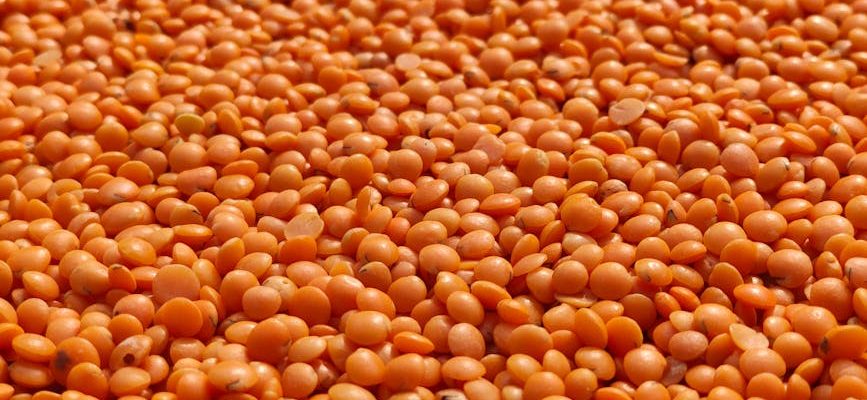 protéines lentilles corail