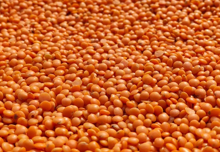 protéines lentilles corail