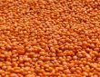 lentilles corail féculents ou légume