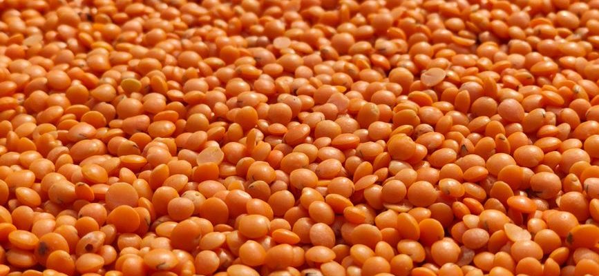 lentilles corail féculents ou légume