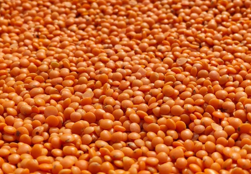 lentilles corail féculents ou légume