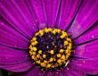 allergie au pollen homéopathie
