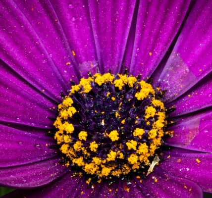 allergie au pollen homéopathie