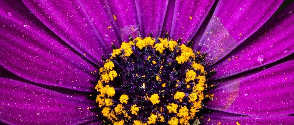allergie au pollen homéopathie