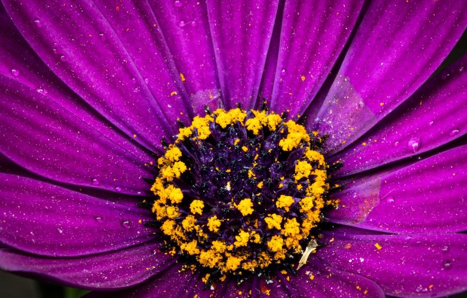 allergie au pollen homéopathie